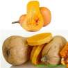 Calabaza