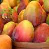 Mangos(nacionales)