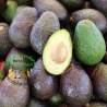 Aguacates Rugosos