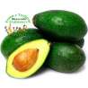 Aguacate Lisos (NACIONALES)