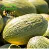 Melones