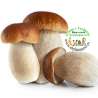 Setas boletus