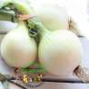 Cebolla Tierna