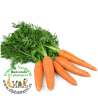 Zanahorias de rama