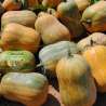 Calabaza