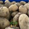 Patatas De La Huerta(nuevas)
