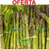 Esparragos